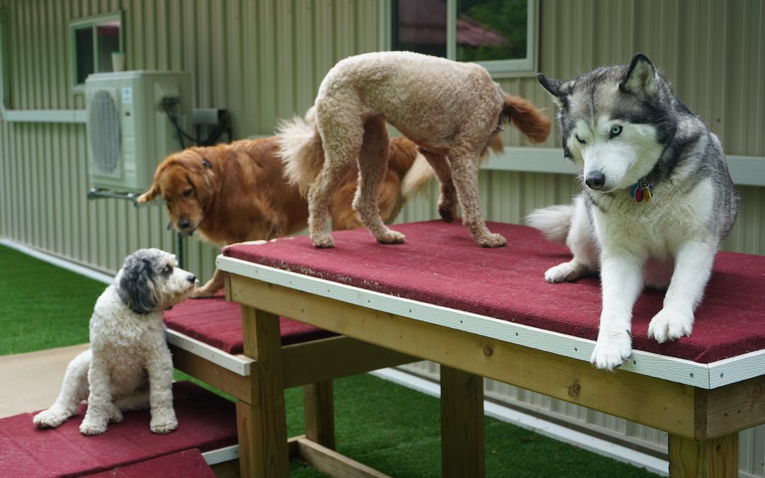 A group of dogs play on a set of exercise steps at The Barking Birch.