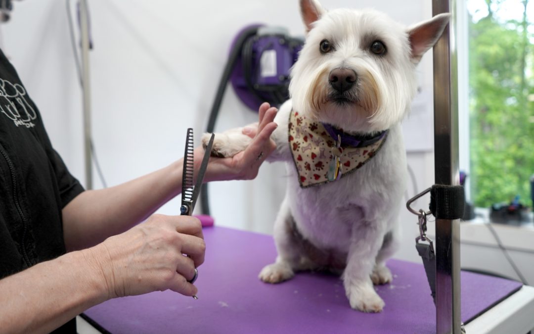 A small white dog is looking at the camera while getting its paw fur trimmed. It is wearing a yellow bandana decorated with red paw prints and tan dog bones.