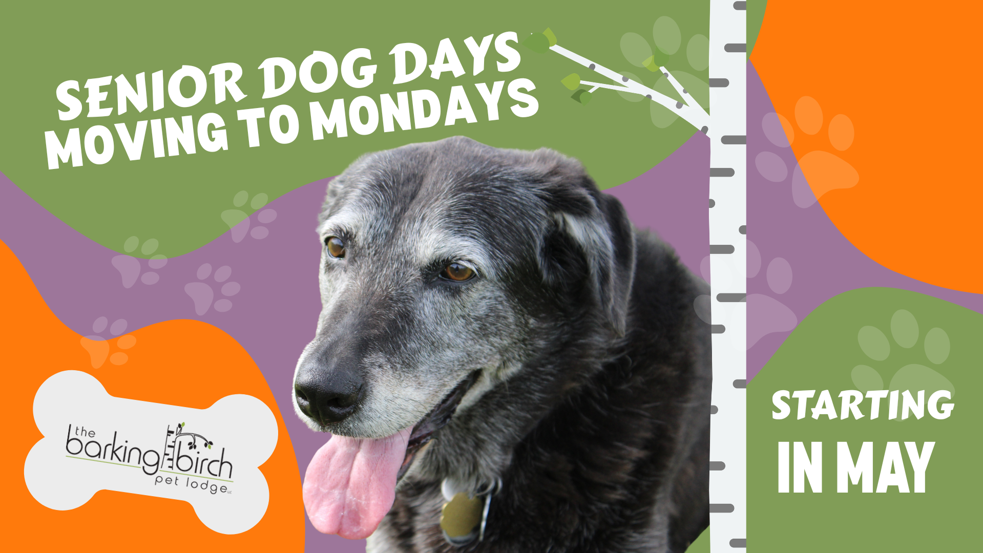 A graphic of a black lab with the quote "Senior dog days moving to mondays".