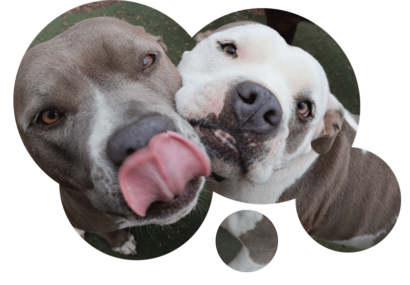 Two dogs looking at the camera outside The Barking Birch