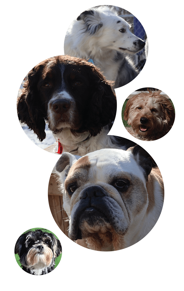 Collage of dogs from The Barking Birch